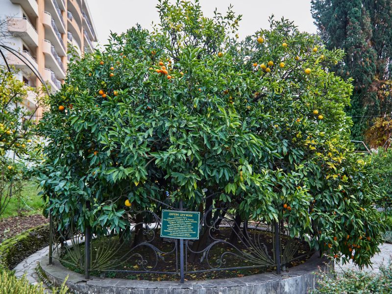 Ботанический сад «Дерево Дружбы» в Сочи
